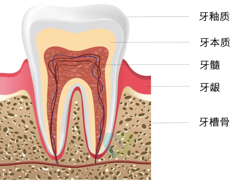 什么是牙髓炎,它有什么症状？